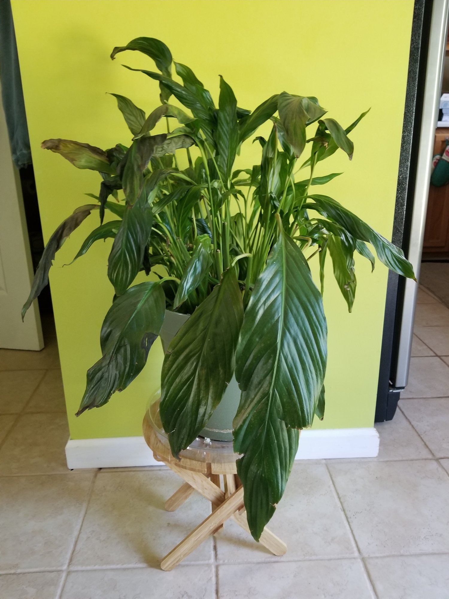 Peace lily droopy and yellow — BBC Gardeners' World Magazine