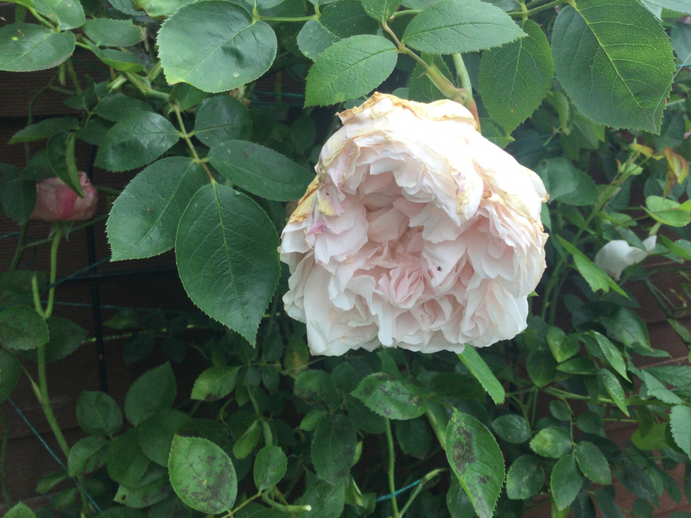 Climbing rose blooms drooping — BBC Gardeners' World Magazine