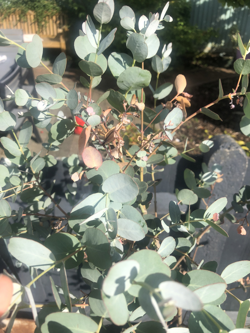 Multiple plant issues 😫 please help(eucalyptus, olive tree and a plant ...