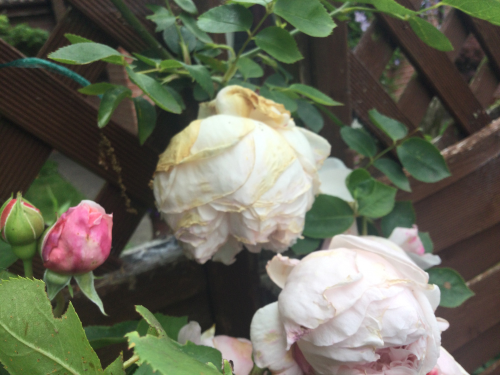Climbing rose blooms drooping — BBC Gardeners' World Magazine