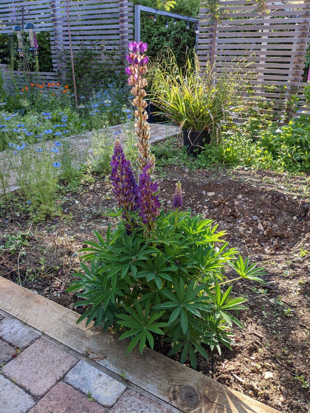 Deadheading lupin — BBC Gardeners' World Magazine