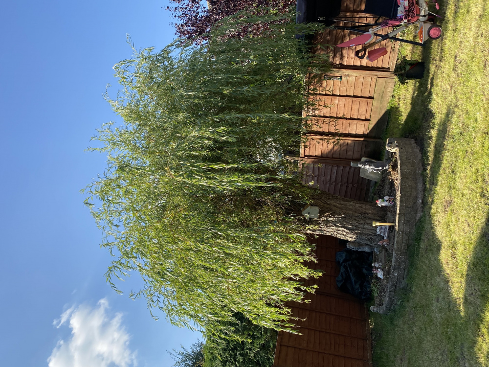 Bugs destroying willow tree — BBC Gardeners' World Magazine