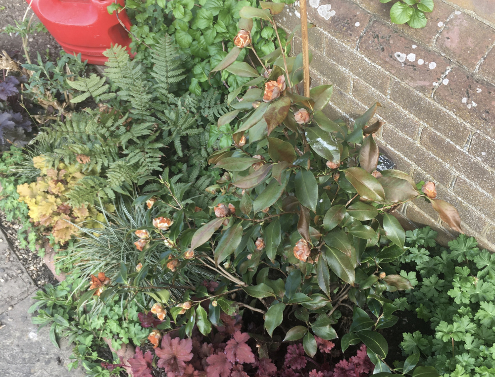 Camellia leaves turning brown — BBC Gardeners' World Magazine