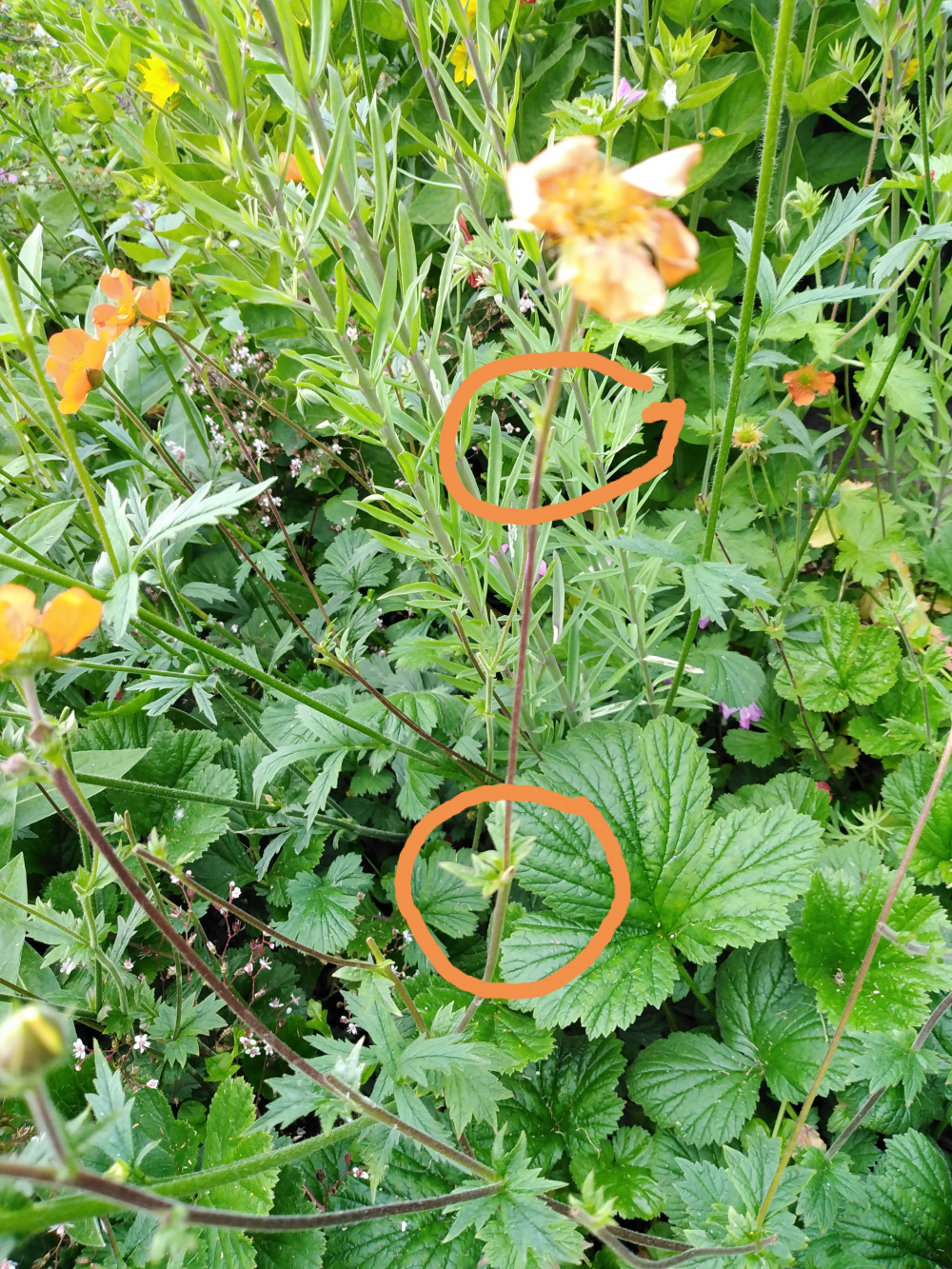 Deadheading Geums — BBC Gardeners' World Magazine