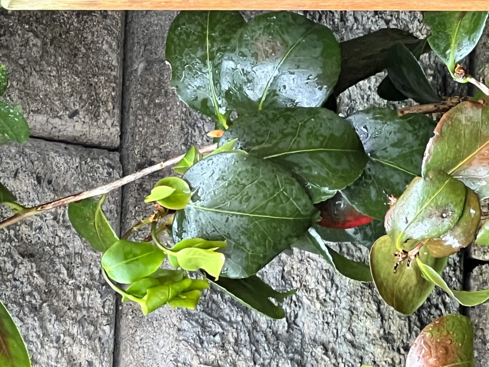 Camellia is dying 😩 looking for help urgently 🙏🏼 — BBC Gardeners' World