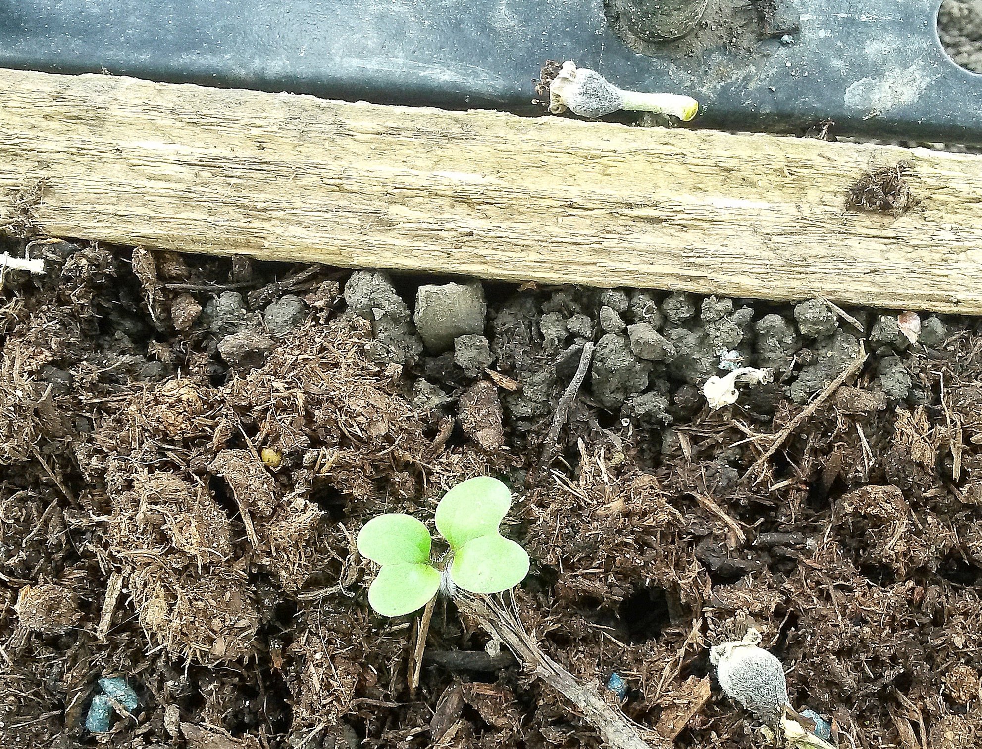 Flower seedling ID, mustard? — BBC Gardeners' World Magazine