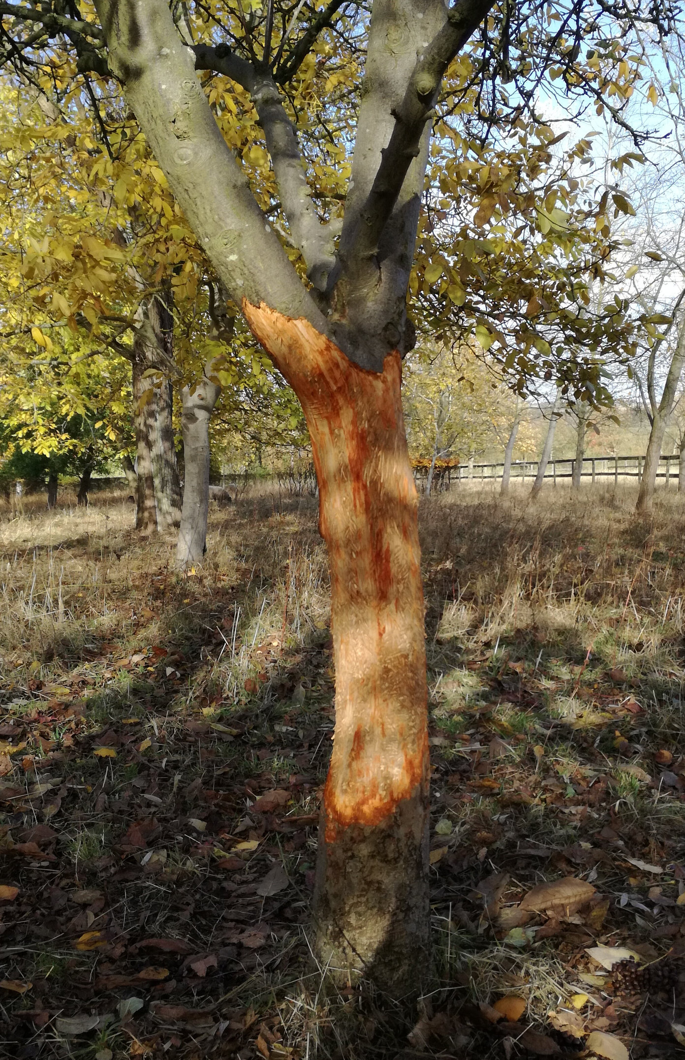 Apple tree sheep damage - help! — BBC Gardeners' World Magazine