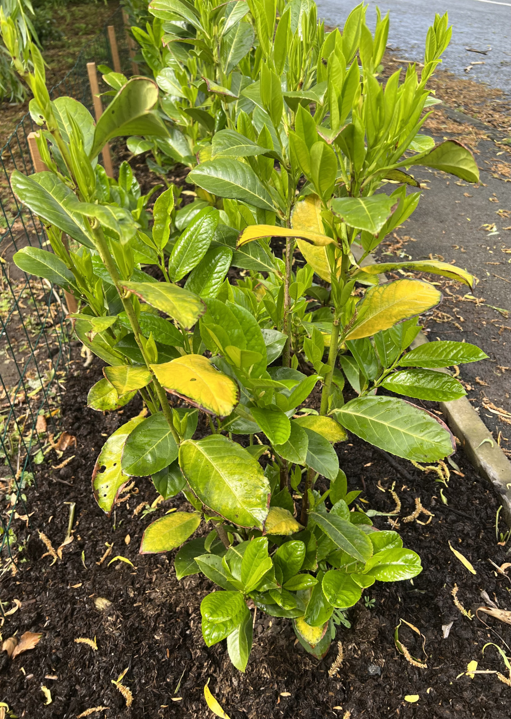 Cherry laurels yellow leaves — BBC Gardeners' World Magazine