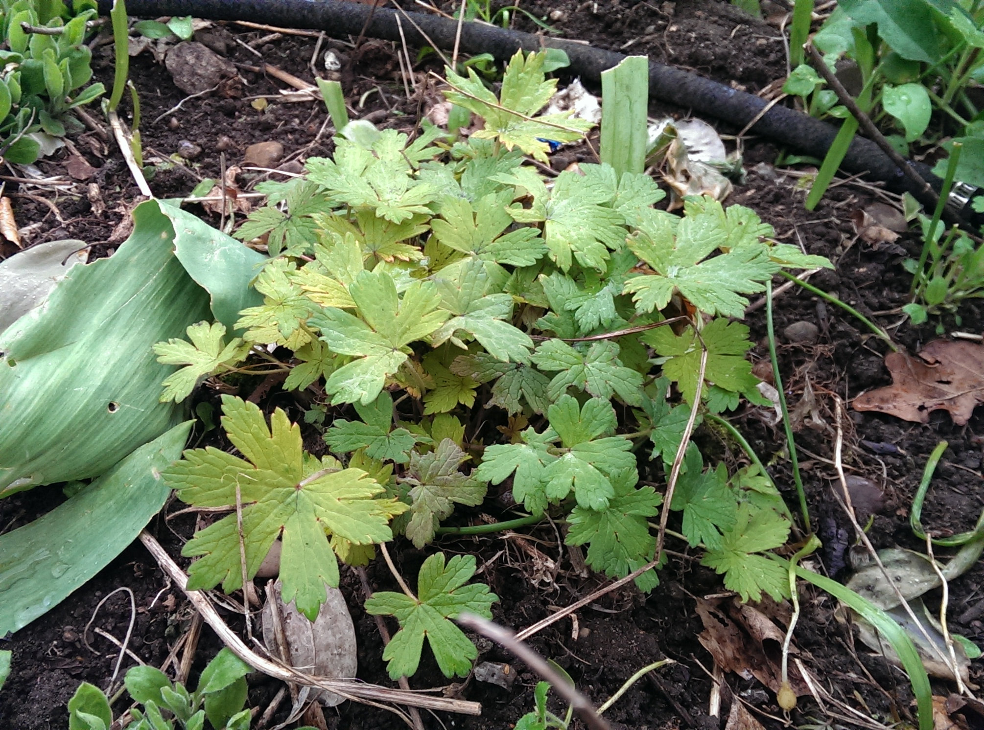Ann Folkard geranium roots eaten — BBC Gardeners' World Magazine