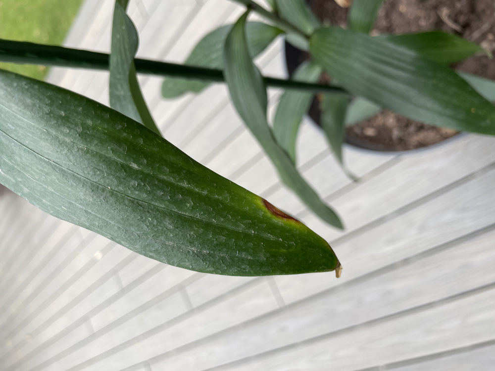 Why are these lily leaves going brown? — BBC Gardeners' World Magazine