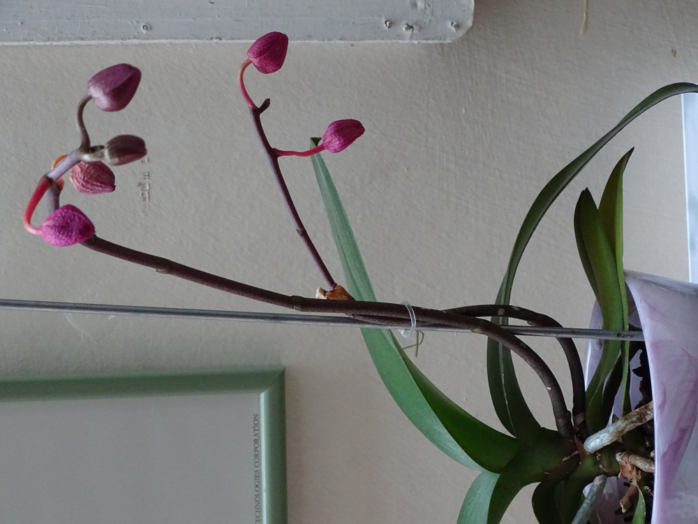 Moth orchid buds shriveling up — BBC Gardeners' World Magazine