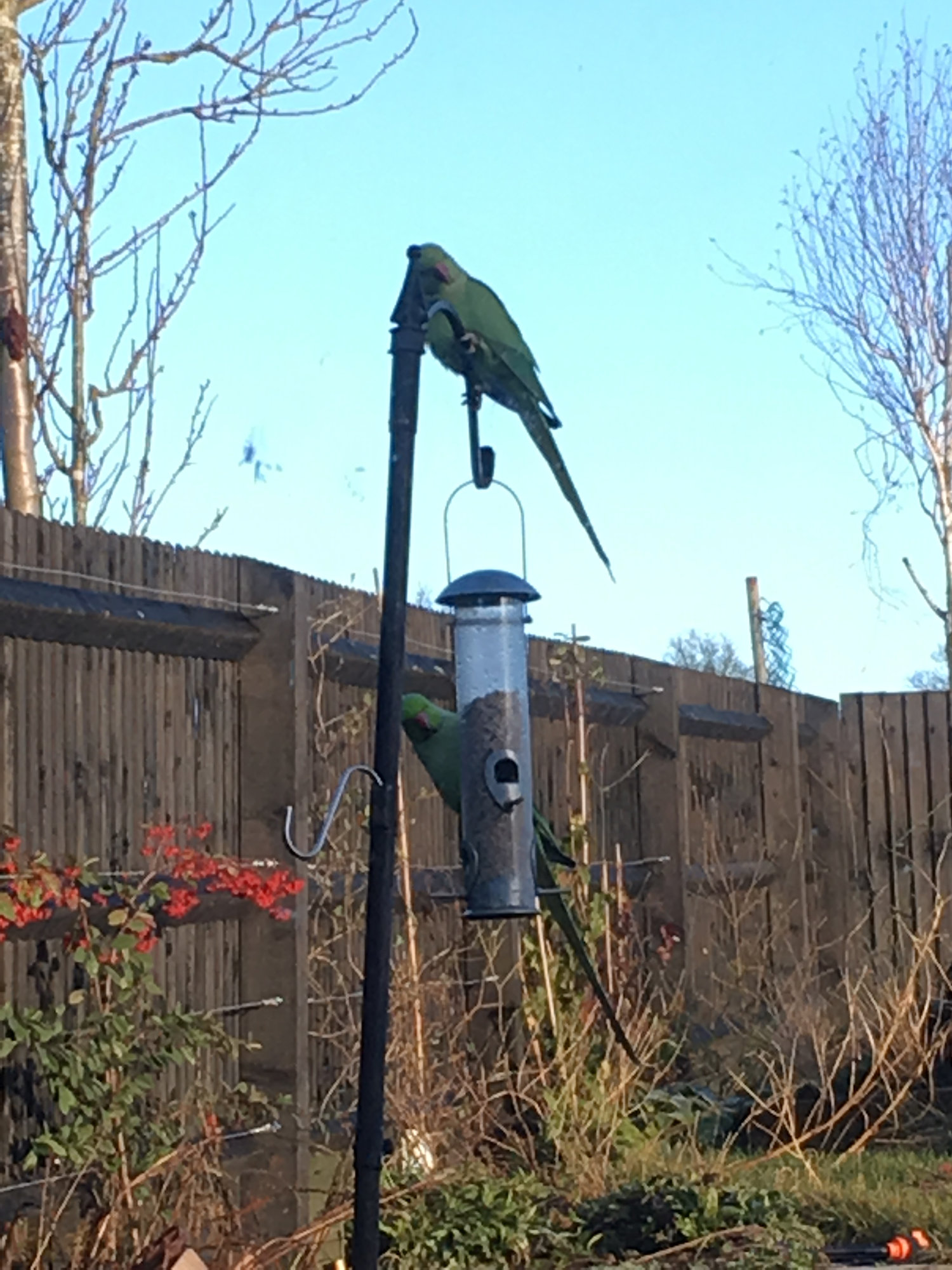 Who's visiting your bird feeders? Page 44 — BBC Gardeners' World Magazine