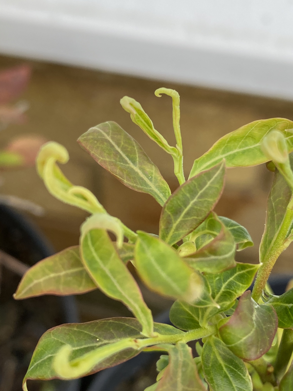 Blueberry curly leaves — BBC Gardeners' World Magazine