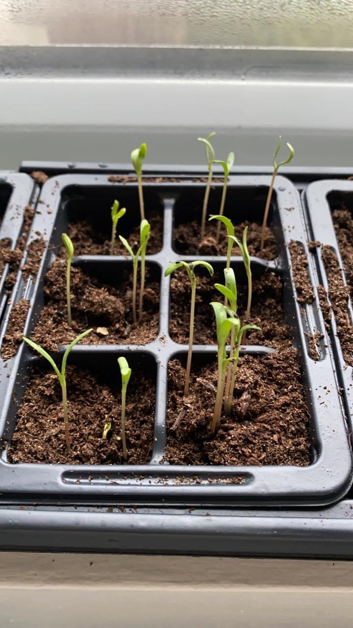 Cosmos seedlings — BBC Gardeners' World Magazine