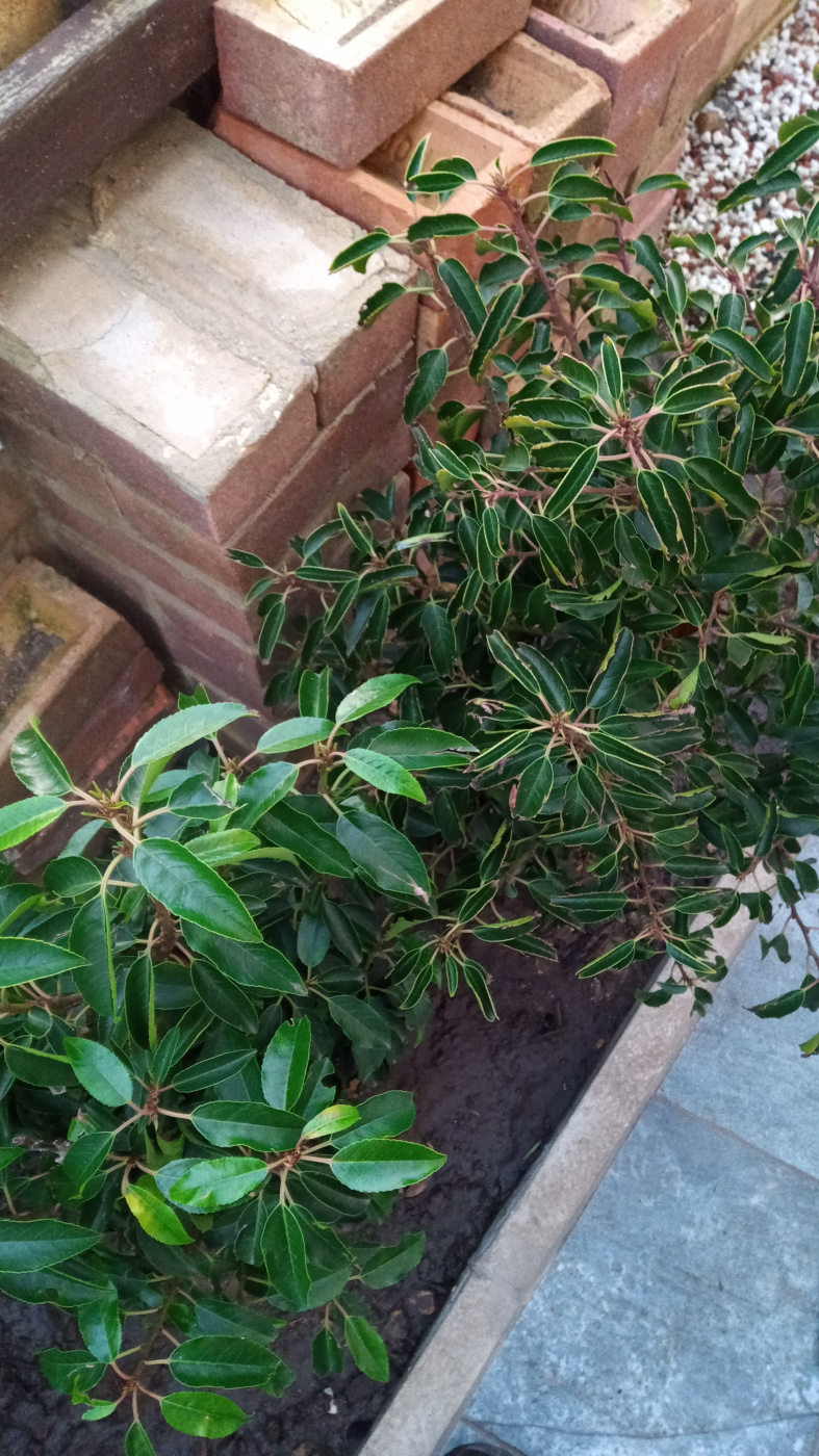 Portuguese Laurel problem — BBC Gardeners