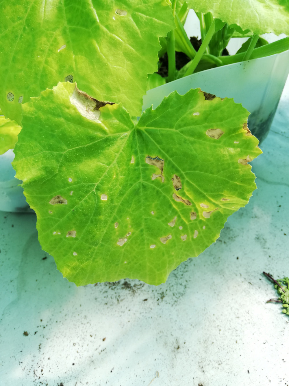 Courgette, unsure what is on the leaves!? — BBC Gardeners' World Magazine