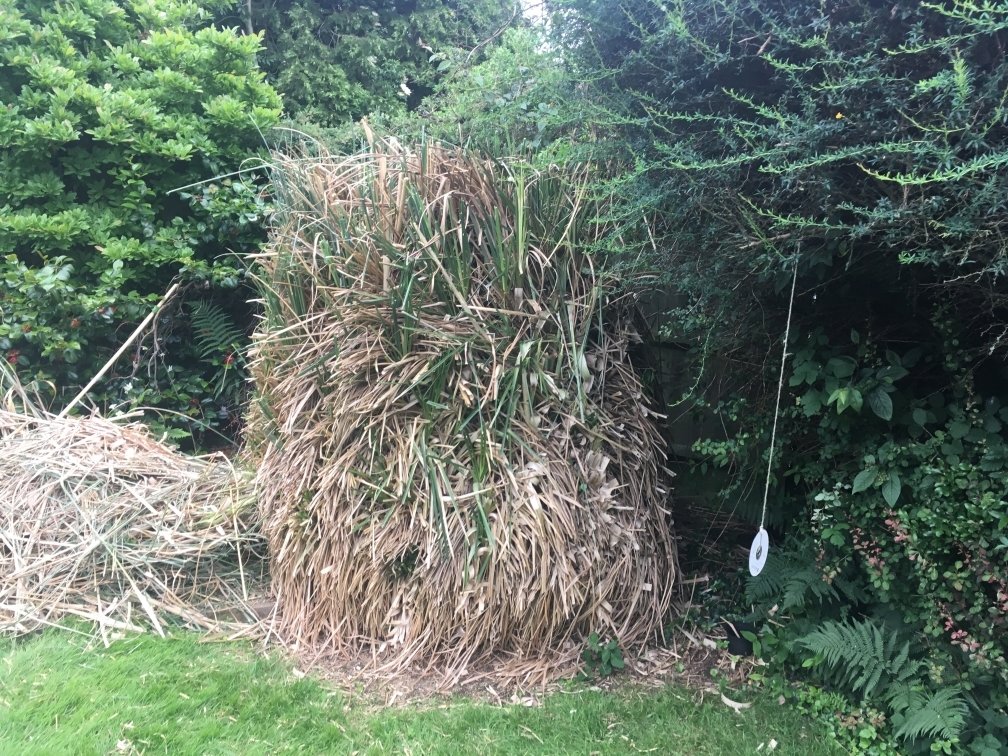 Removing Pampas Grass. Page 2 — BBC Gardeners' World Magazine