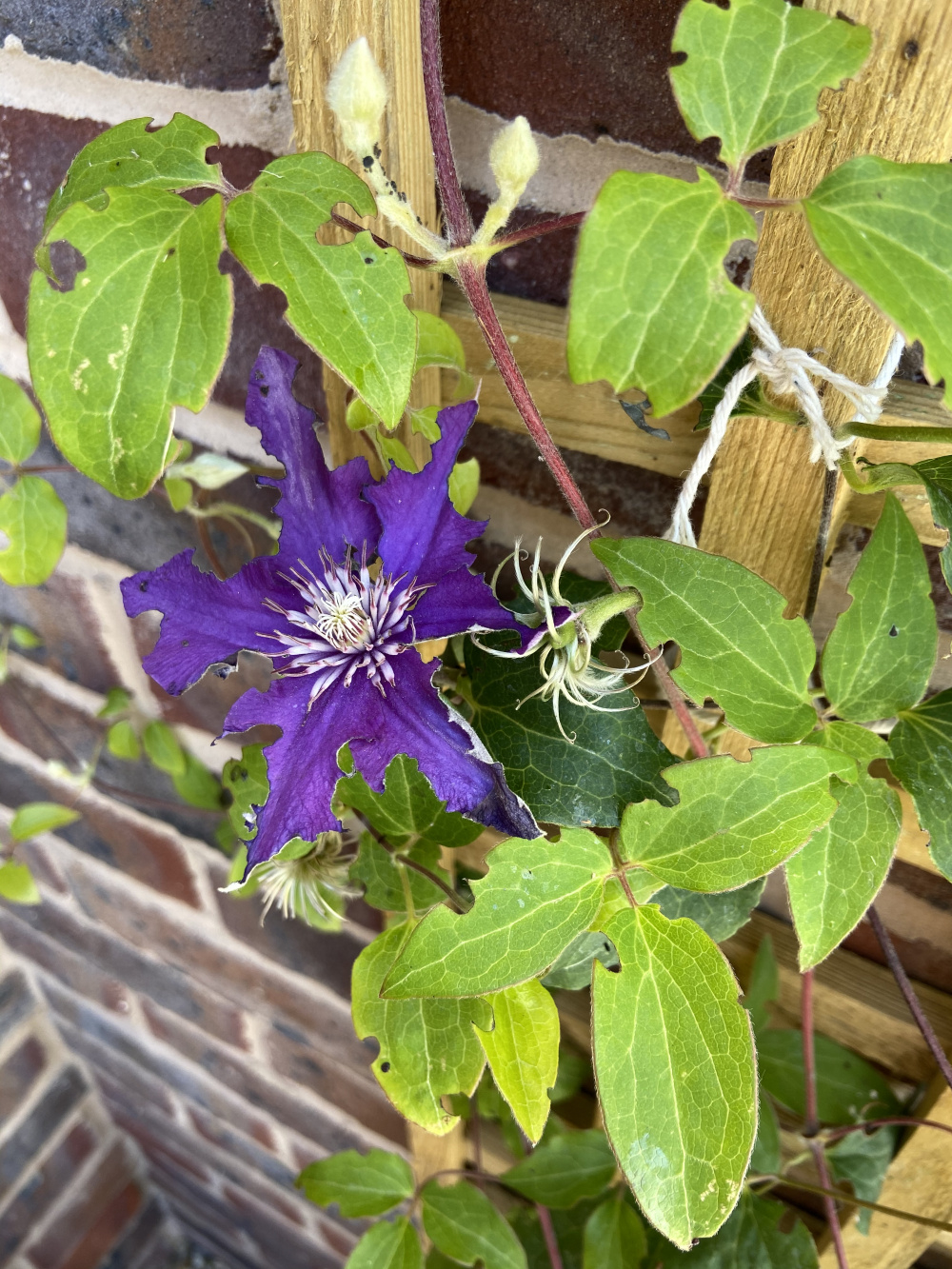 Something is attacking our Clematis — BBC Gardeners' World Magazine