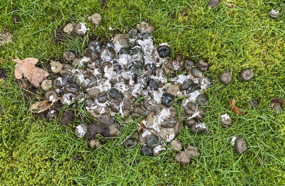 Strange poo found in garden — BBC Gardeners' World Magazine
