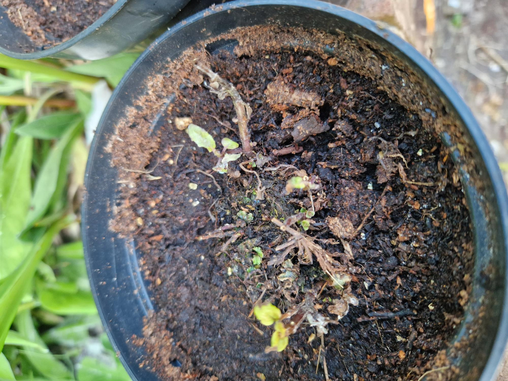 Quality of J Parkers plants — BBC Gardeners' World Magazine