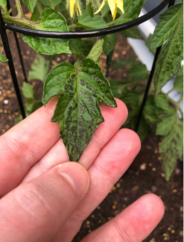 Black/Deep Purple Tomato Leaves — BBC Gardeners' World Magazine