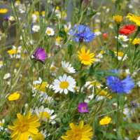 WildFlower85