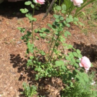 marshaswensonn1x-WgPY