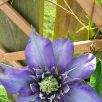 TinyGardenGIrl