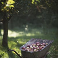 remoteandglorious40916