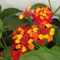 Lantana
