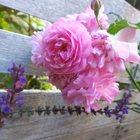 WhereAreMySecateurs
