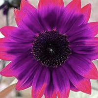 Petal82