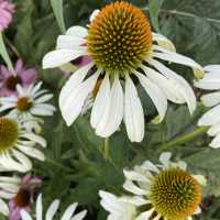 maurice.brennantwmXBCXW