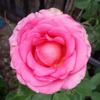 margaretatthesalon6wYFeCQT