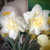 mrs.wishIhadgreenfingers