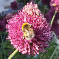 neil.cameron10miVAPoOg