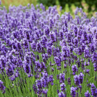 lavendel