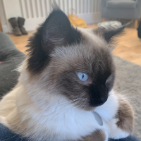 lottieuk75