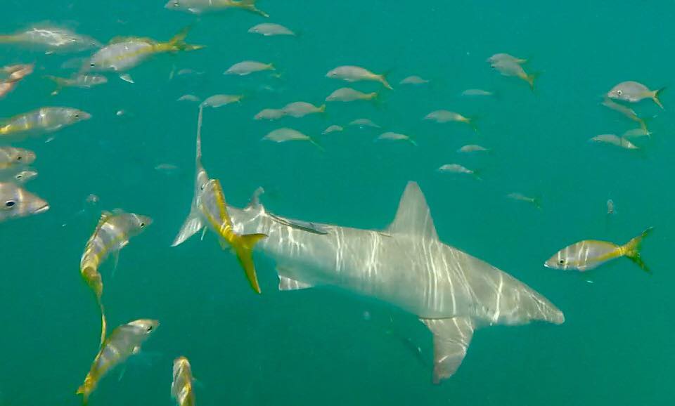 Looe Key Non Fishing Key Deer Sharks And Jewfish Florida