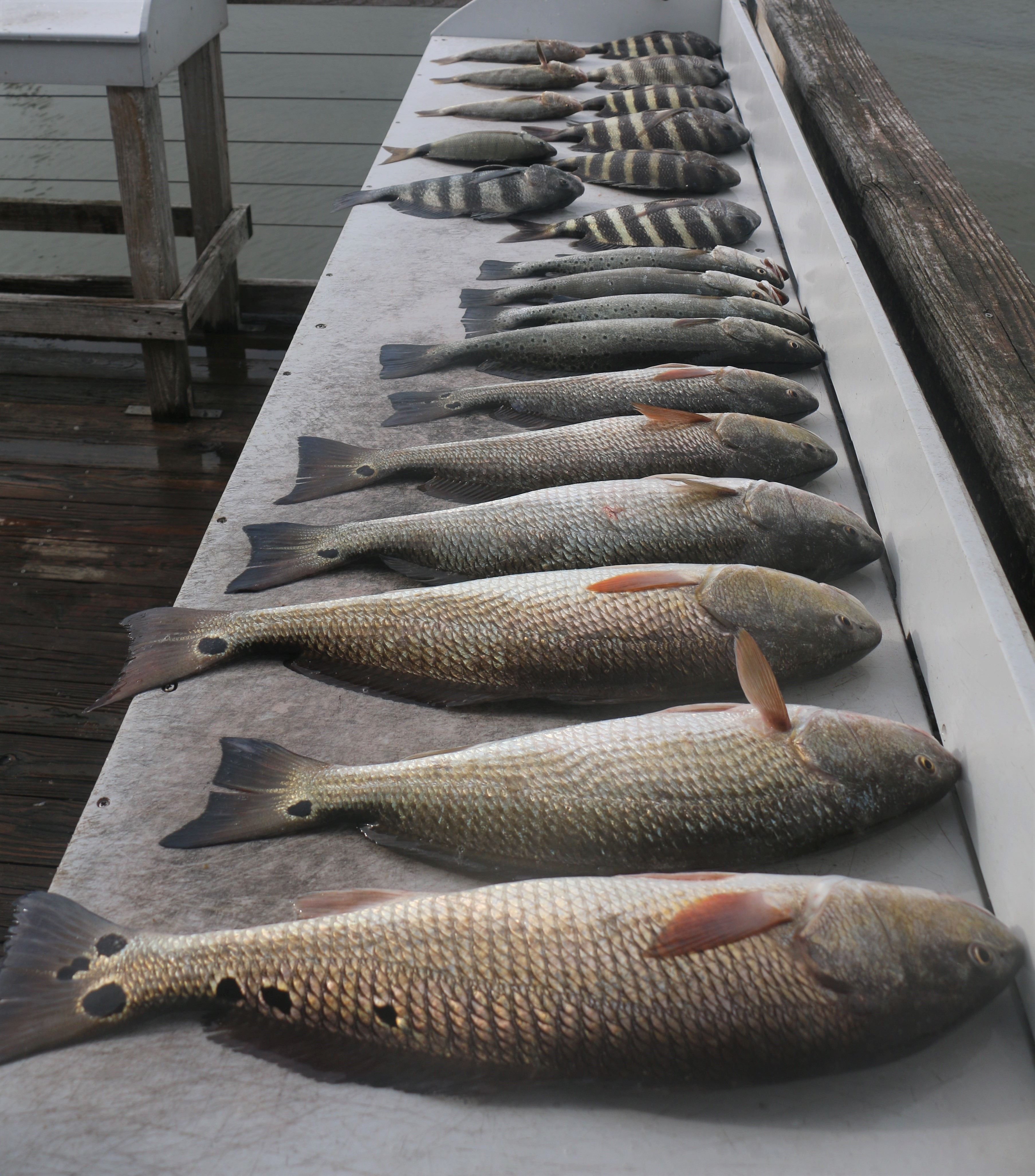 Sheepshead fish bite toolsWas