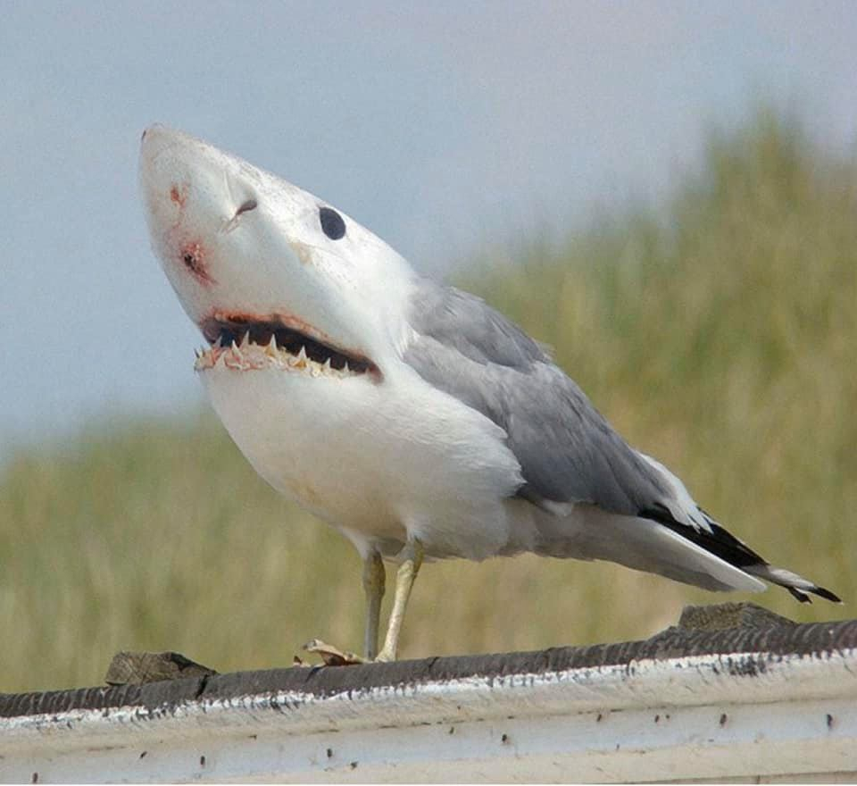 Close up pic of a Yankeetown noseeum — Florida Sportsman