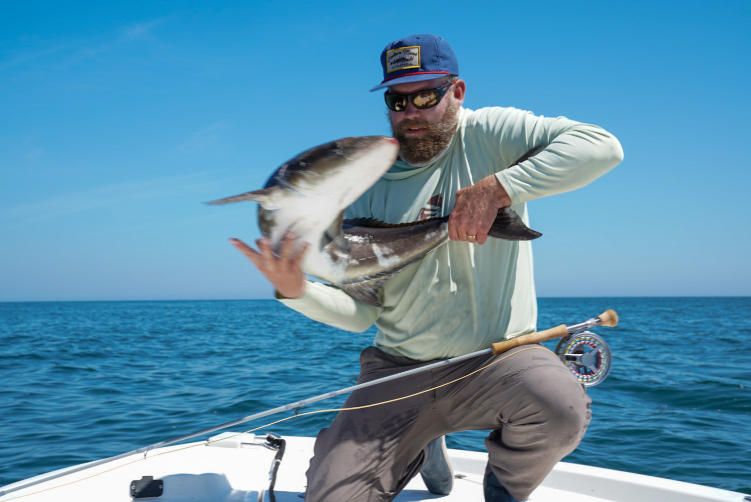 Cobia on fly — Florida Sportsman