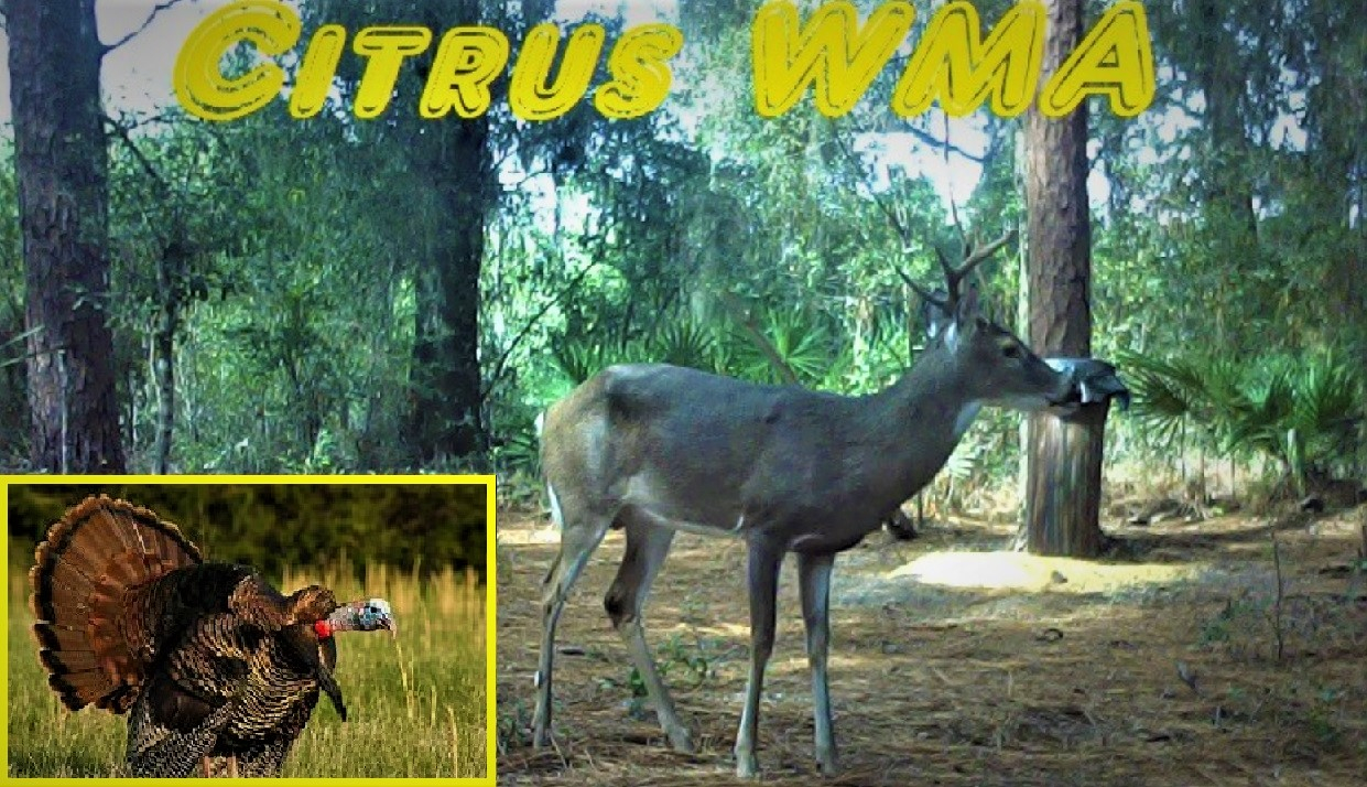 Citrus WMA Question — Florida Sportsman