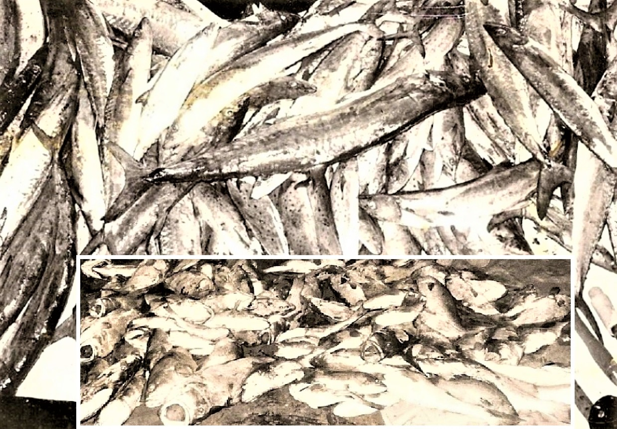 Image: https://us.v-cdn.net/6030354/uploads/editor/3b/me2b8wmjb3dx.jpg