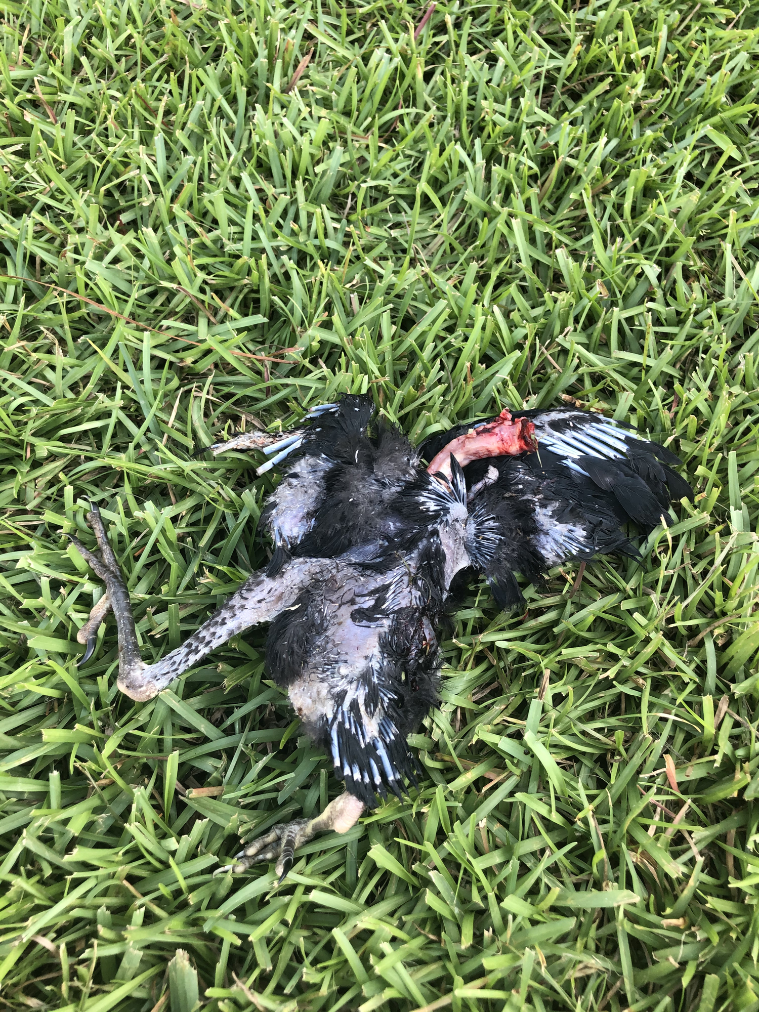 Headless birds — Florida Sportsman