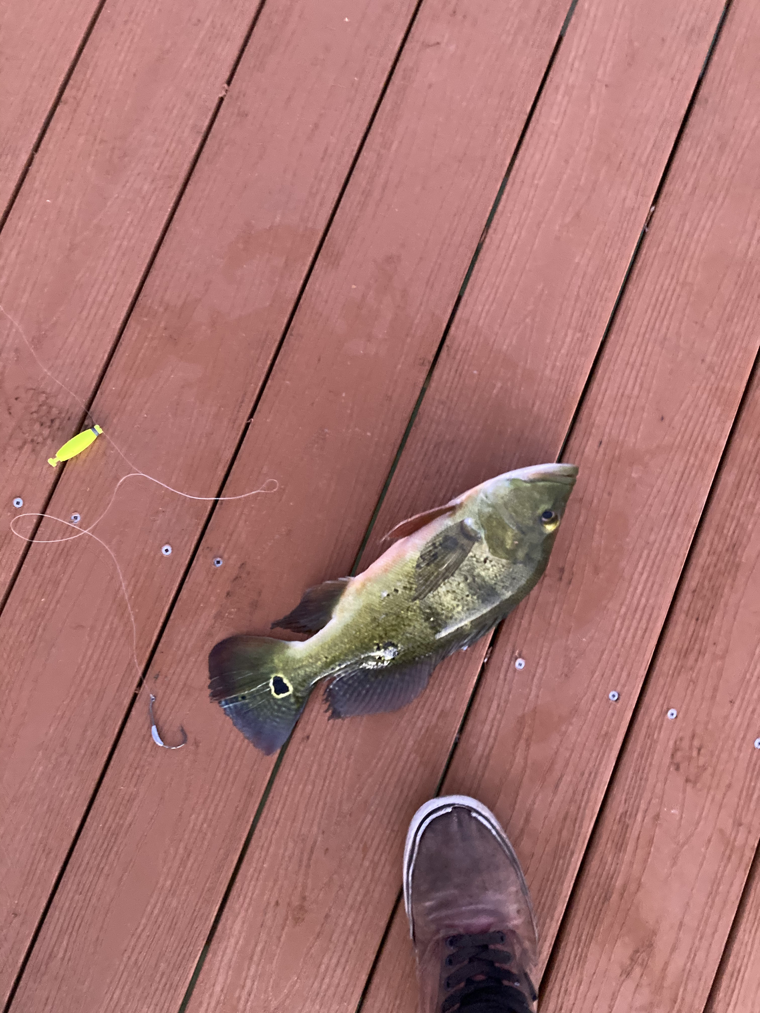 Peacock Bass Lure — Florida Sportsman