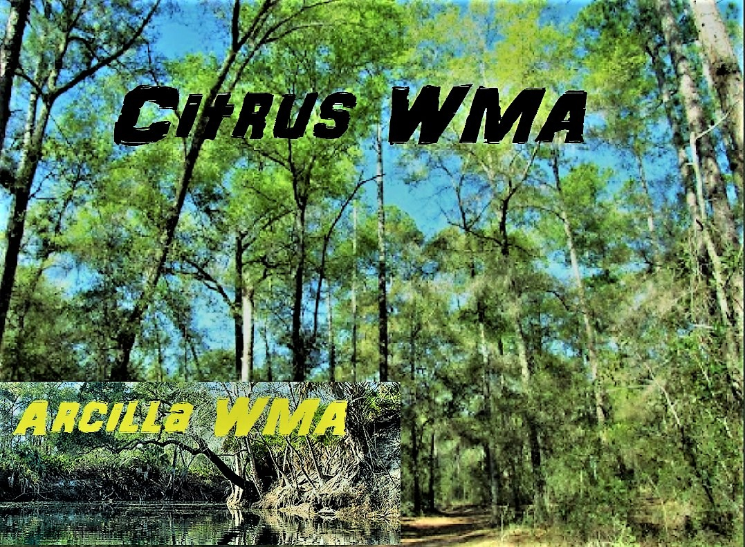 Citrus WMA — Florida Sportsman
