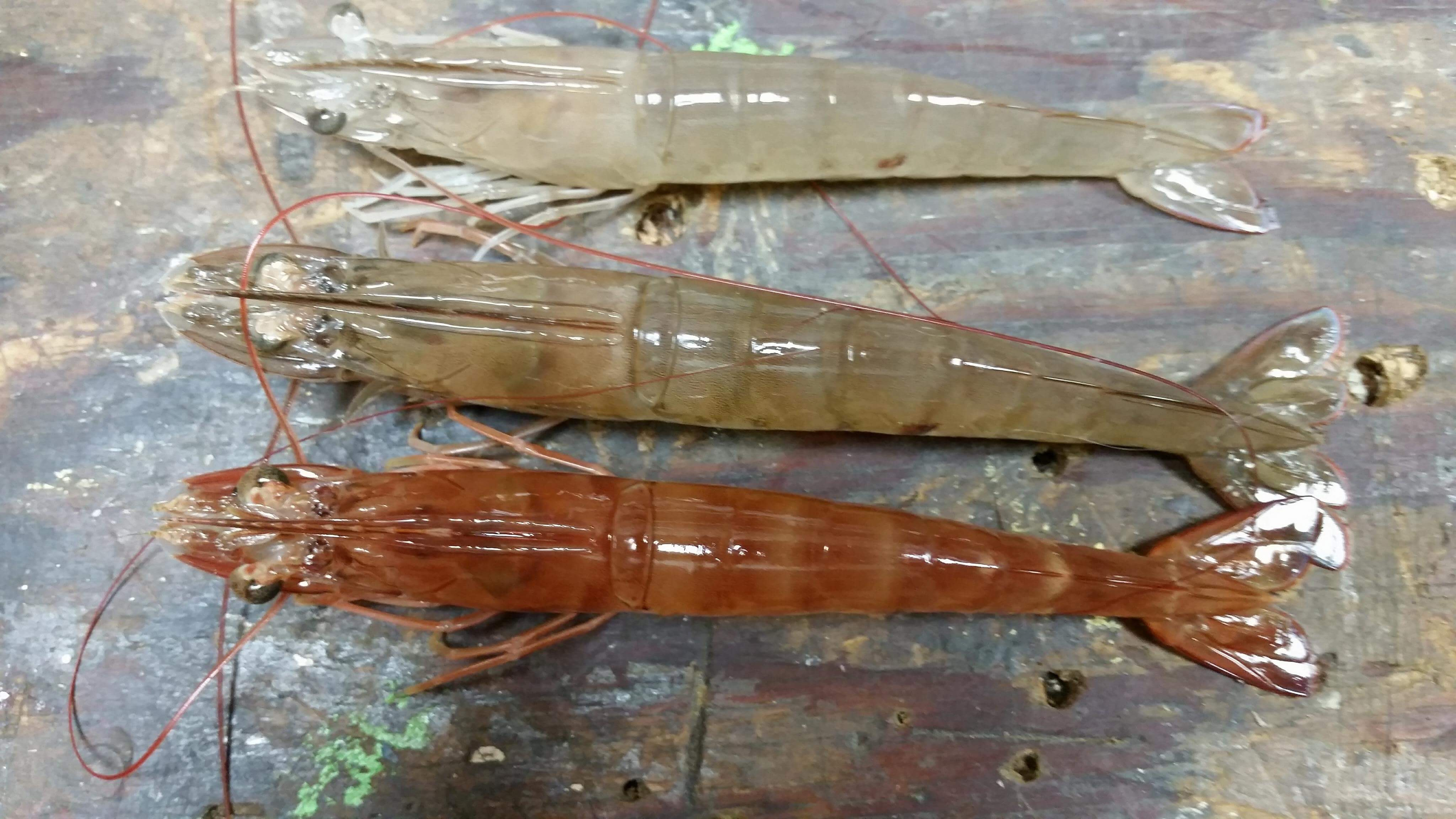 Shrimping Florida Sportsman - 00ywd3ra5m3t