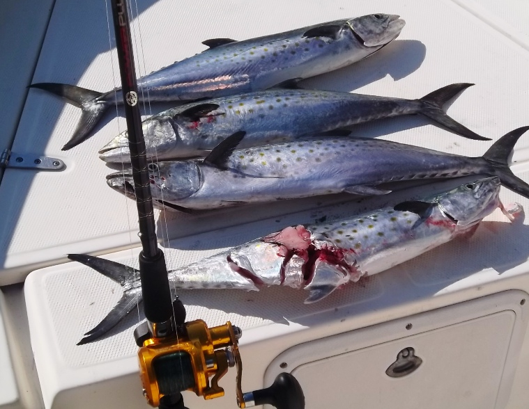 Spanish Mackerel as Bait — Florida Sportsman
