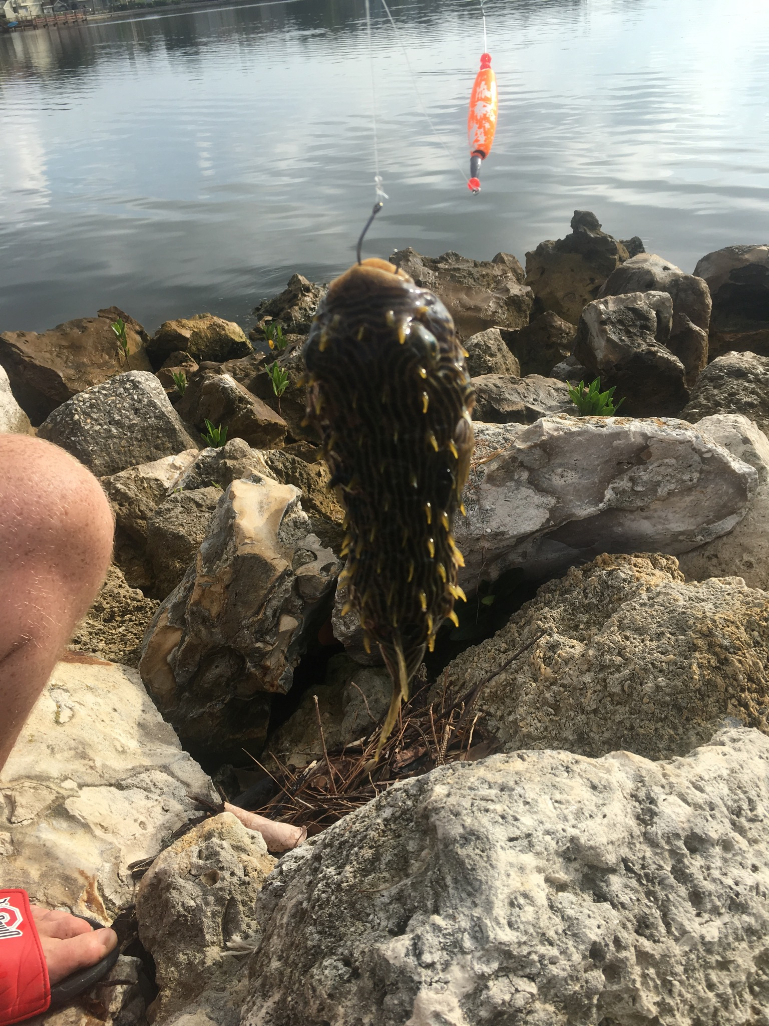 Fish Identification (Puffer with spikes?) — Florida Sportsman